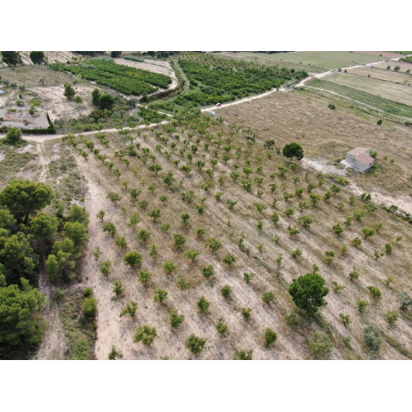 Parcela Campo Villena